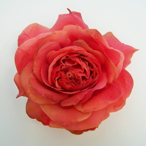 Open Dutchess Rose Artificial Flower Hair Clip/Pin Brooch, Rose Pink